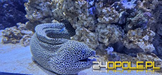 Od dzisiaj można już podziwiać "Wodny Świat" w opolskim ZOO