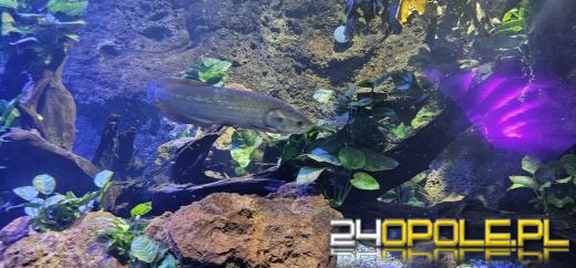 Od dzisiaj można już podziwiać "Wodny Świat" w opolskim ZOO