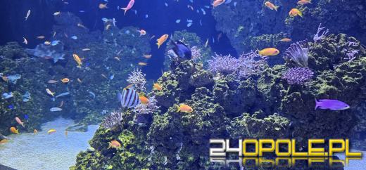 Od dzisiaj można już podziwiać "Wodny Świat" w opolskim ZOO