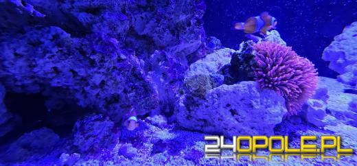 Od dzisiaj można już podziwiać "Wodny Świat" w opolskim ZOO