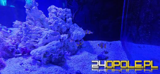 Od dzisiaj można już podziwiać "Wodny Świat" w opolskim ZOO