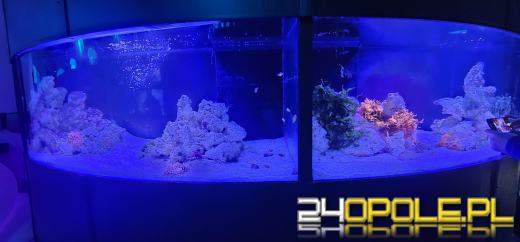 Od dzisiaj można już podziwiać "Wodny Świat" w opolskim ZOO