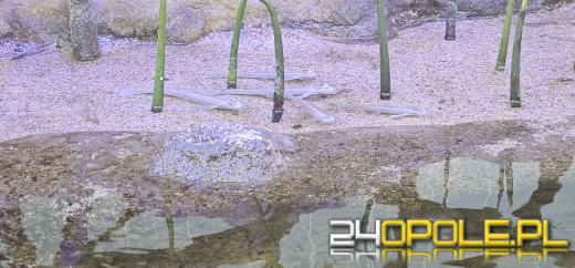 Od dzisiaj można już podziwiać "Wodny Świat" w opolskim ZOO