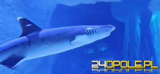 Od dzisiaj można już podziwiać "Wodny Świat" w opolskim ZOO