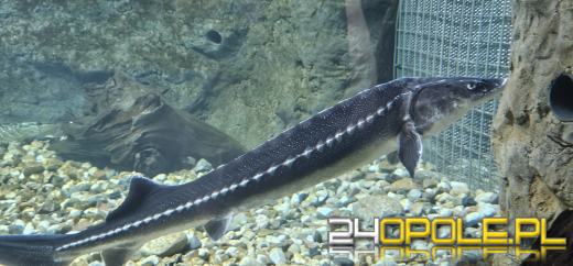 Od dzisiaj można już podziwiać "Wodny Świat" w opolskim ZOO
