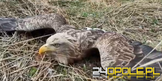 Ranny bielik potrzebuje naszej pomocy (WIDEO)