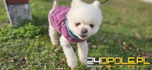 Sprzątanie po pupilu jest ważniejsze niż myślisz 