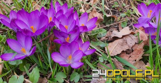 Jaka pogoda czeka nas na Wielkanoc? 