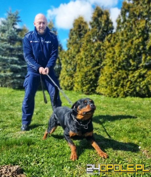 Zobacz opolskich czworonożnych funkcjonariuszy w akcji