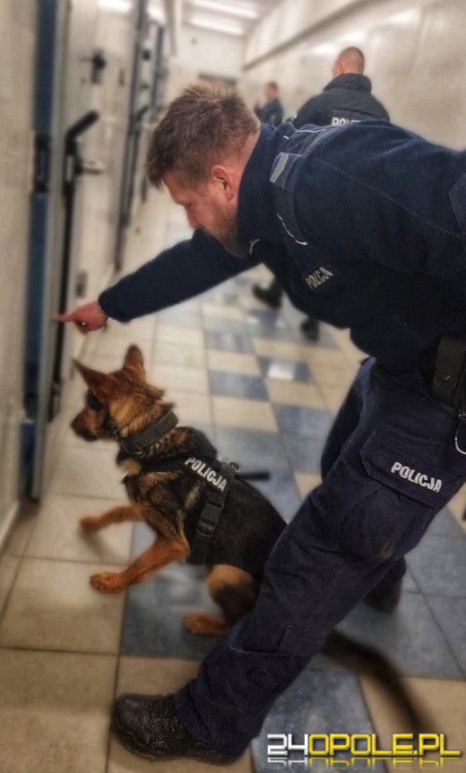 Zobacz opolskich czworonożnych funkcjonariuszy w akcji