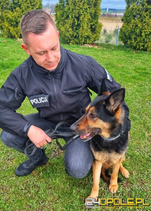 Zobacz opolskich czworonożnych funkcjonariuszy w akcji