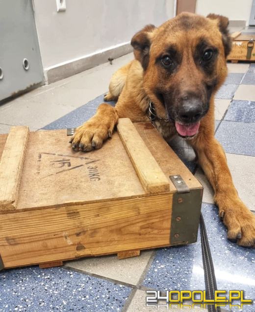 Zobacz opolskich czworonożnych funkcjonariuszy w akcji