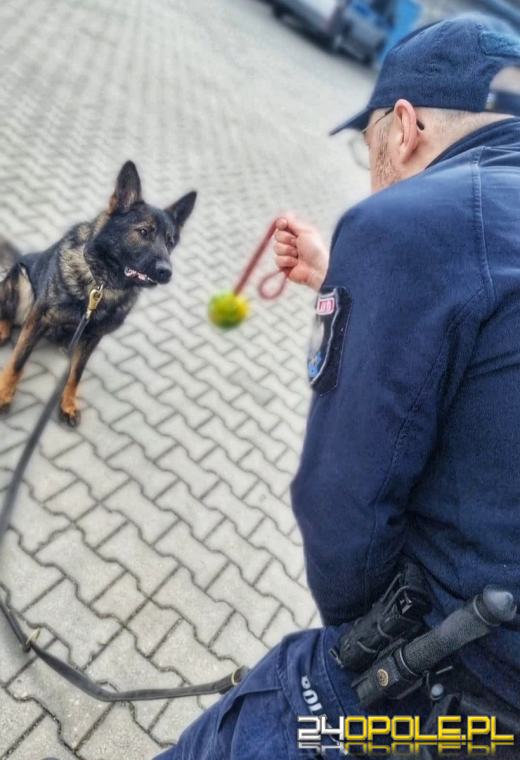 Zobacz opolskich czworonożnych funkcjonariuszy w akcji