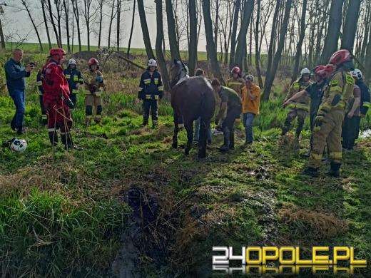 Strażacy uratowali konia z opresji