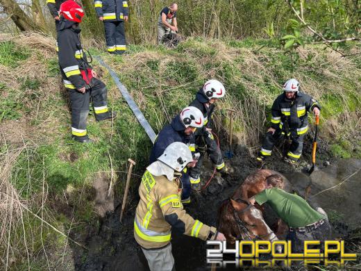 Strażacy uratowali konia z opresji