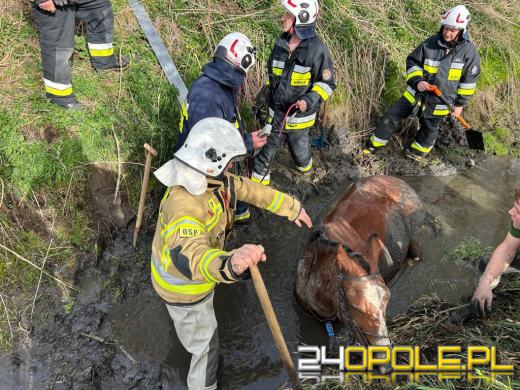 Strażacy uratowali konia z opresji