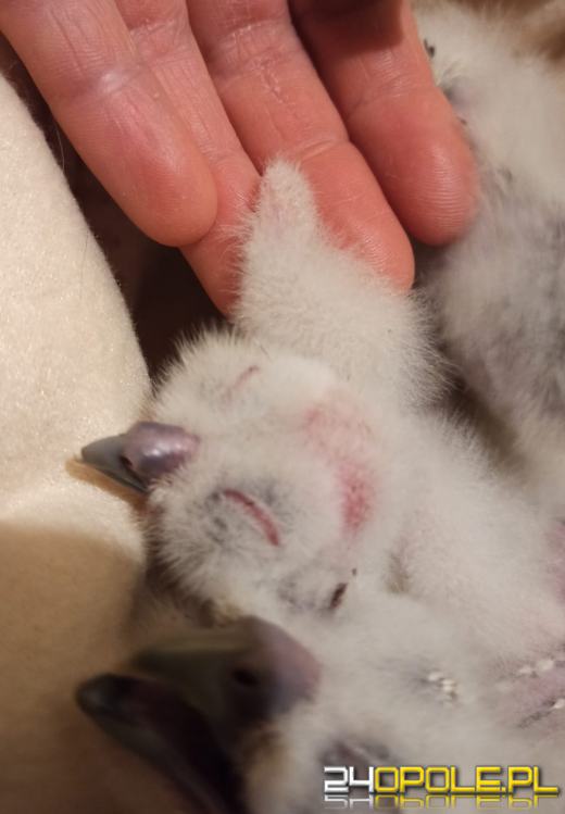 Pisklęta puszczyka porzucone przez gminę zdobywają powoli siły 