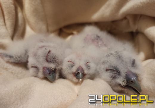 Pisklęta puszczyka porzucone przez gminę zdobywają powoli siły 