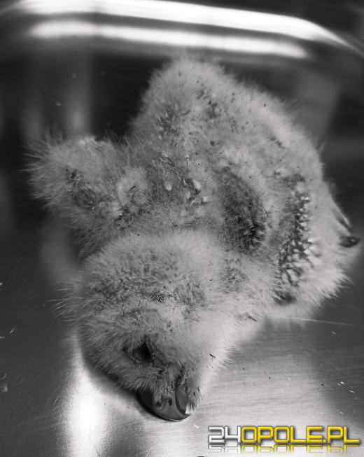 Pisklęta puszczyka porzucone przez gminę zdobywają powoli siły 