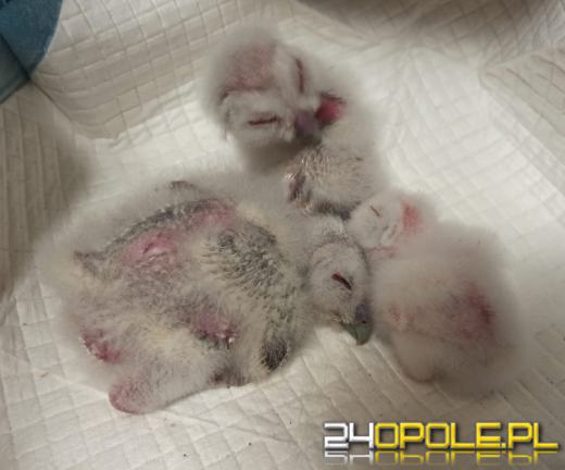 Pisklęta puszczyka porzucone przez gminę zdobywają powoli siły 