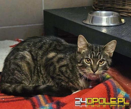 Dzień otwarty w schronisku - szansa na nowy dom dla zwierzaków