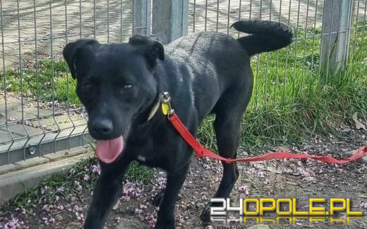 Dzień otwarty w schronisku - szansa na nowy dom dla zwierzaków