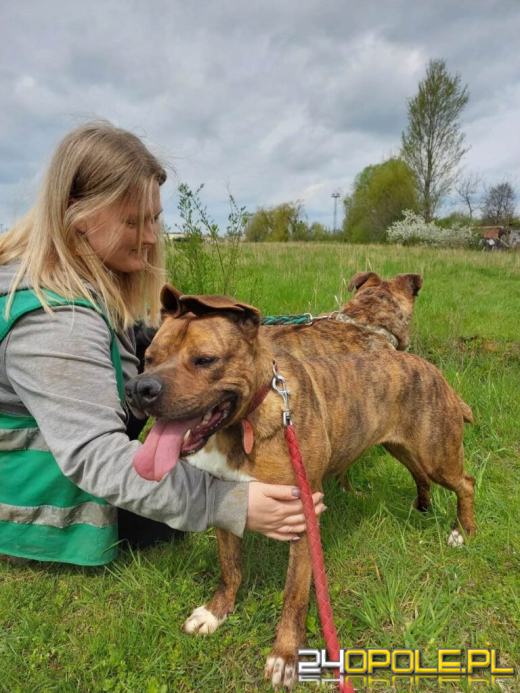 Dzień otwarty w schronisku - szansa na nowy dom dla zwierzaków