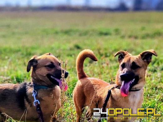 Dzień otwarty w schronisku - szansa na nowy dom dla zwierzaków