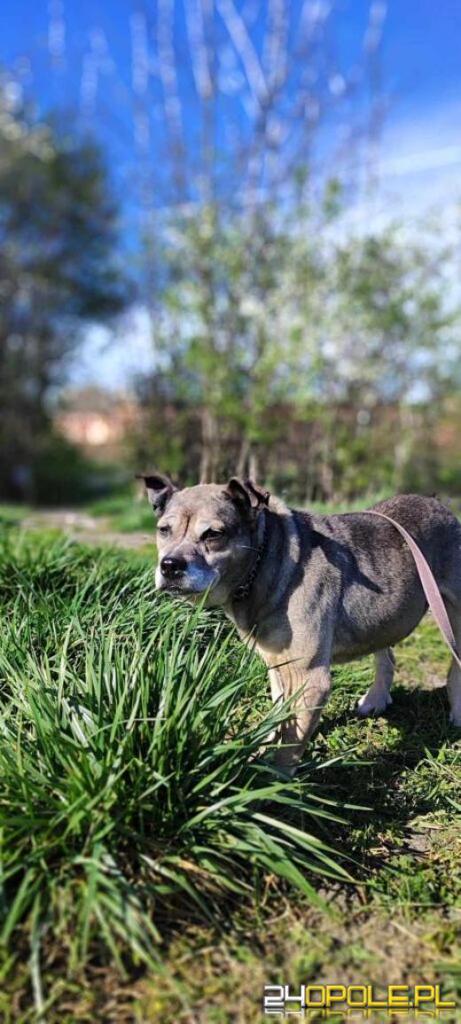 Dzień otwarty w schronisku - szansa na nowy dom dla zwierzaków