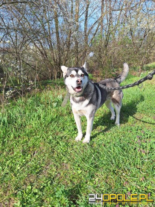 Dzień otwarty w schronisku - szansa na nowy dom dla zwierzaków