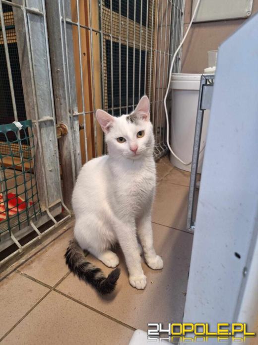 Dzień otwarty w schronisku - szansa na nowy dom dla zwierzaków