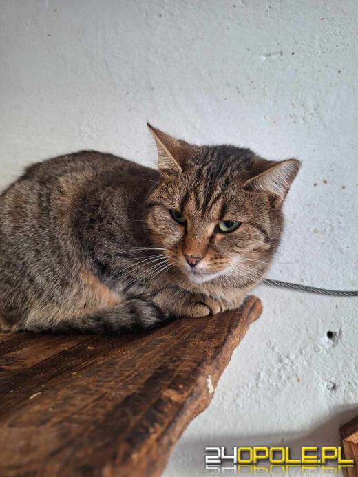 Dzień otwarty w schronisku - szansa na nowy dom dla zwierzaków