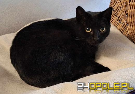 Dzień otwarty w schronisku - szansa na nowy dom dla zwierzaków