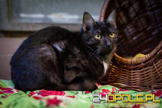 Dzień otwarty w schronisku - szansa na nowy dom dla zwierzaków