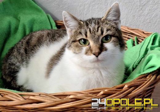 Dzień otwarty w schronisku - szansa na nowy dom dla zwierzaków