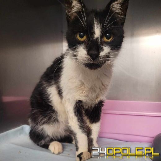 Dzień otwarty w schronisku - szansa na nowy dom dla zwierzaków