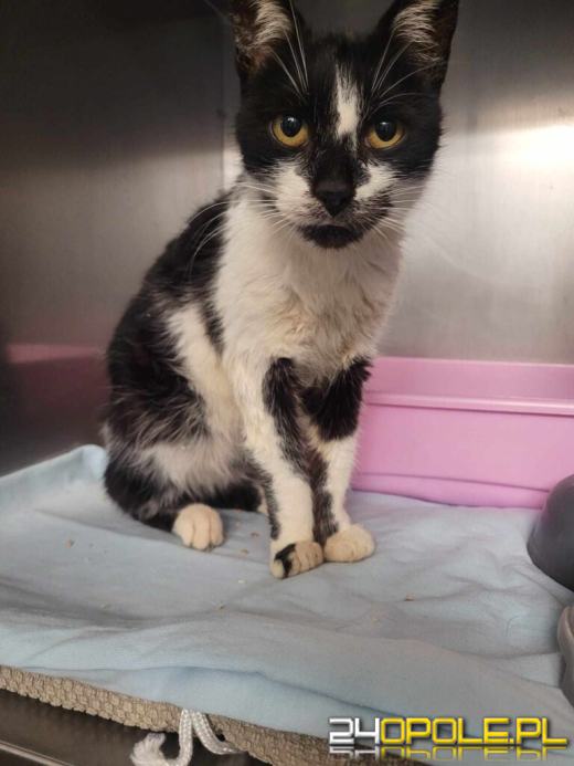 Dzień otwarty w schronisku - szansa na nowy dom dla zwierzaków