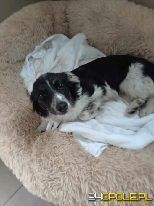 Dzień otwarty w schronisku - szansa na nowy dom dla zwierzaków