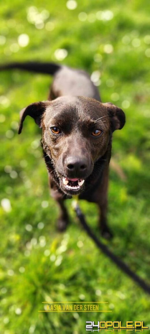 Dzień otwarty w schronisku - szansa na nowy dom dla zwierzaków