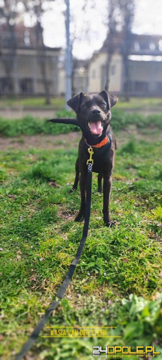 Dzień otwarty w schronisku - szansa na nowy dom dla zwierzaków