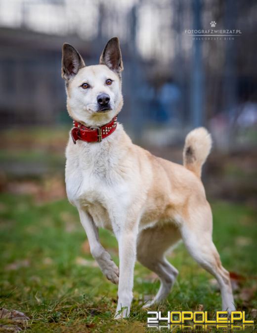 Dzień otwarty w schronisku - szansa na nowy dom dla zwierzaków