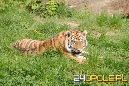 Młode Tygrysy azjatyckie po raz pierwszy na wybiegu (WIDEO)