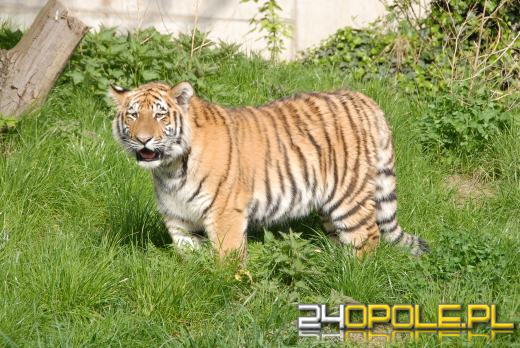 Młode Tygrysy azjatyckie po raz pierwszy na wybiegu (WIDEO)