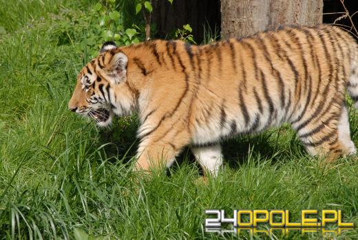 Młode Tygrysy azjatyckie po raz pierwszy na wybiegu (WIDEO)