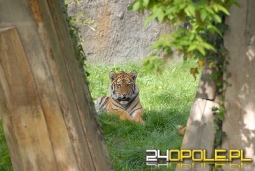 Młode Tygrysy azjatyckie po raz pierwszy na wybiegu (WIDEO)