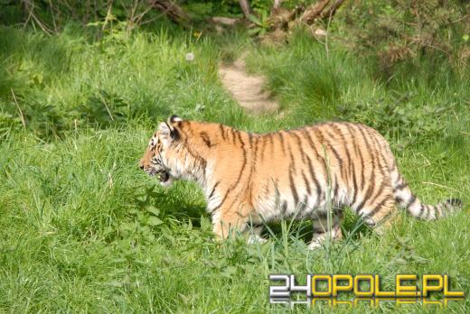 Młode Tygrysy azjatyckie po raz pierwszy na wybiegu (WIDEO)