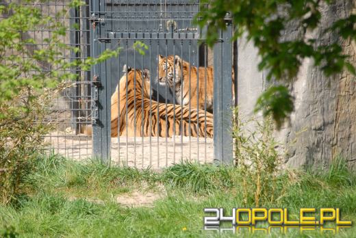 Młode Tygrysy azjatyckie po raz pierwszy na wybiegu (WIDEO)