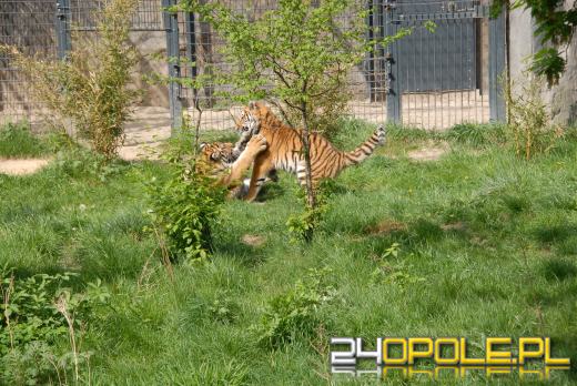 Młode Tygrysy azjatyckie po raz pierwszy na wybiegu (WIDEO)