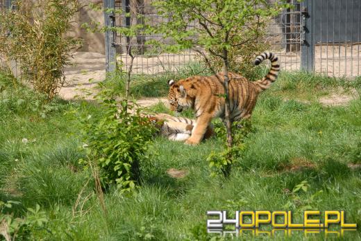 Młode Tygrysy azjatyckie po raz pierwszy na wybiegu (WIDEO)