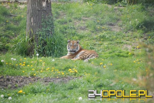Młode Tygrysy azjatyckie po raz pierwszy na wybiegu (WIDEO)